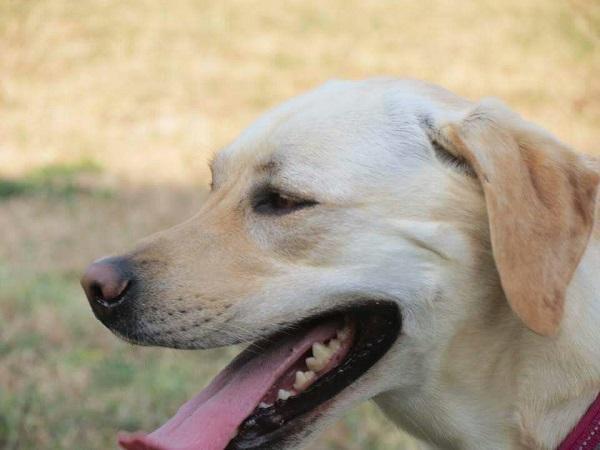 Primo piano di Fucsia, cane guida di Michele e Daniela