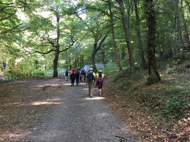 il gruppo cammina compatto immerso nel bosco