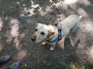 Nell'immagine un cane guida con sguardo dolcissimo