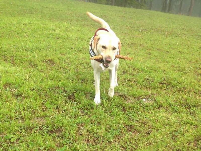 Nell'immagine Fucsia, cane guida labrador di Michele e Daniela, che gioca in un prato