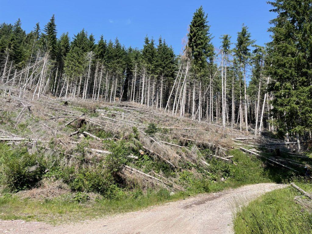 Quarta edizione settimana verde Disabilincorsa sulle Dolomiti a Moena