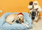 Fucsia, il Labrador Guida di Disabilincorsa: Un Viaggio di Fedeltà e Libertà